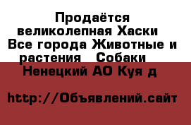 Продаётся великолепная Хаски - Все города Животные и растения » Собаки   . Ненецкий АО,Куя д.